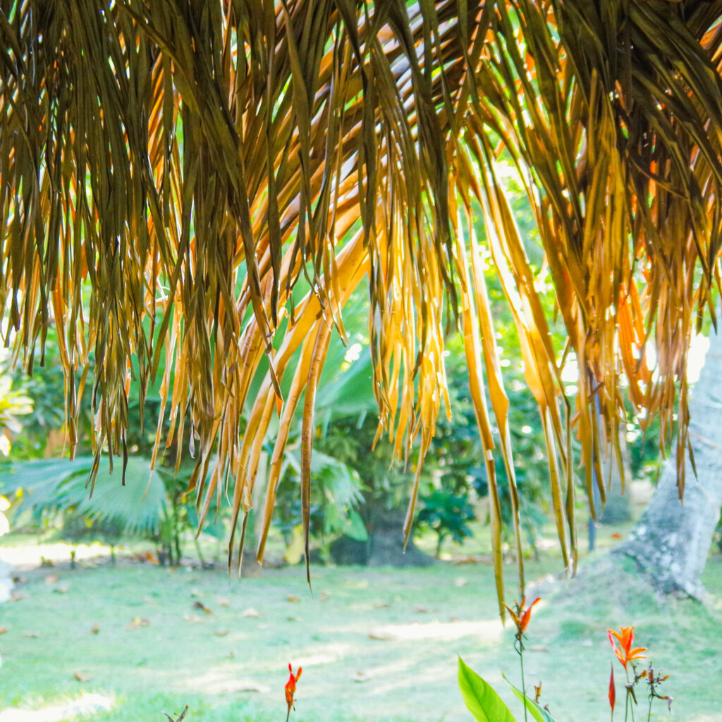 Costa Rica - palm house
