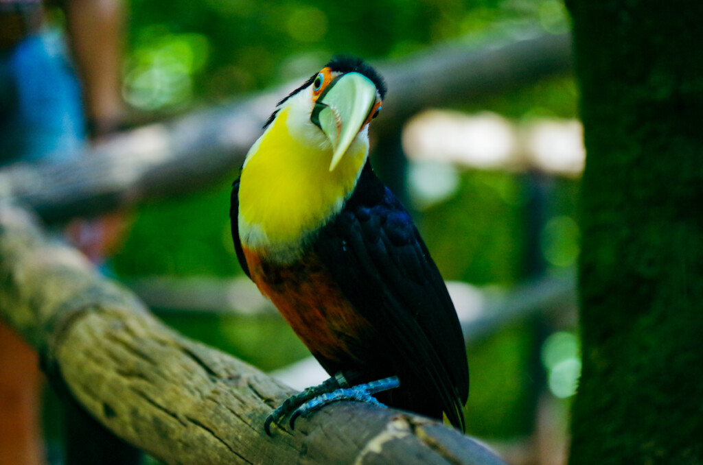Costa Rica - toucan 2
