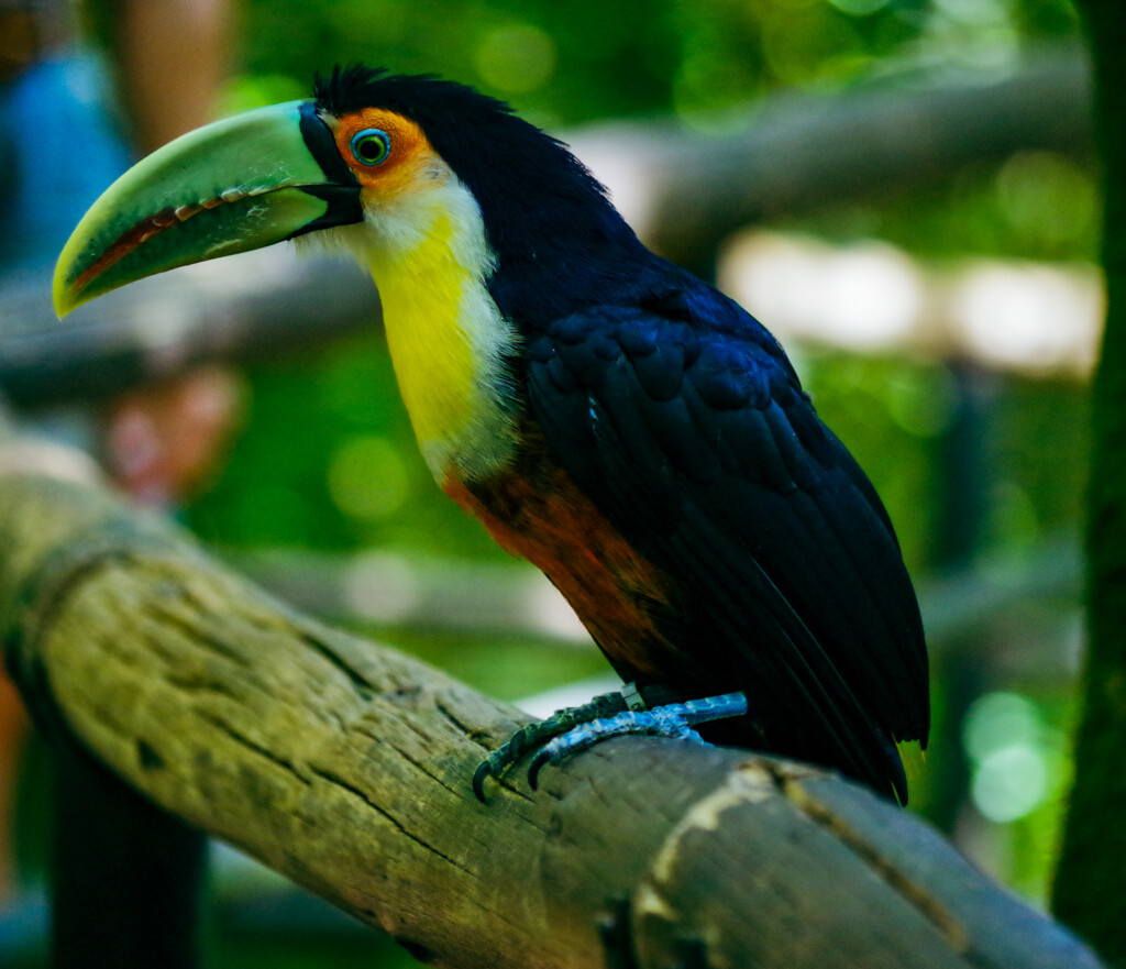 Costa Rica - toucan 1