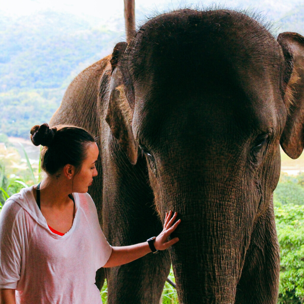 Thaïlande - Éléphant 2