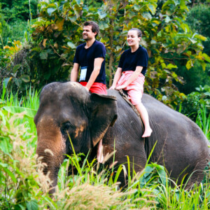Thaïlande - éléphant d'Asie 3